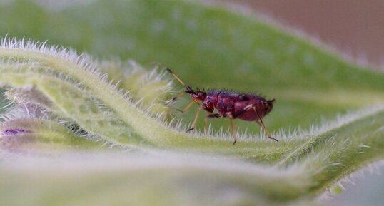 Deraeocoris ruber juvénile