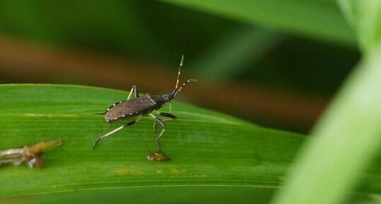 Stenocephalidae sp.