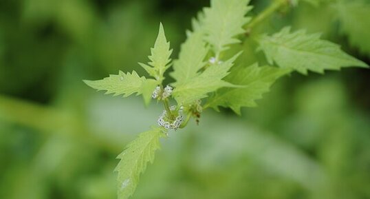 Chanvre d'eau