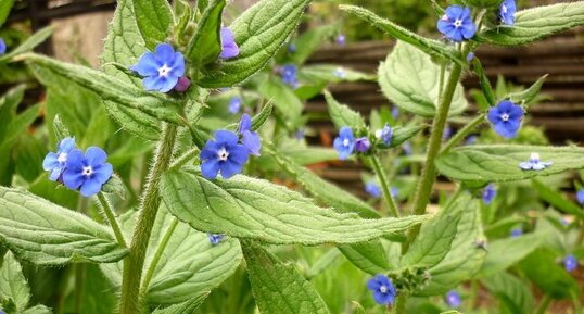 Buglosse officinale