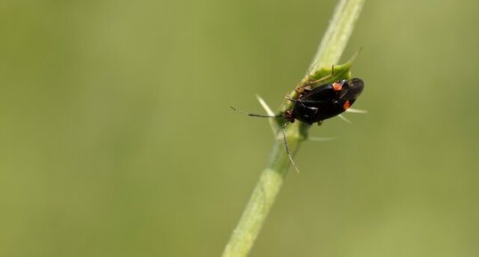 Deraeocoris ruber - sous réserve