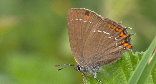 Thécla de l'Yeuse - Satyrium ilicis