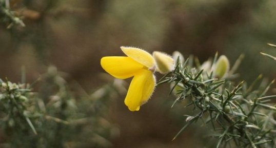 Fleur d'Ajonc d'Europe