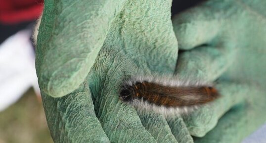 Chenille du Bombyx de la Ronce