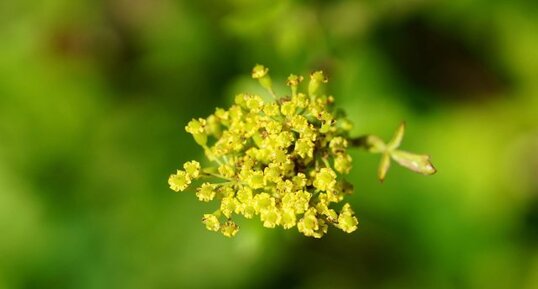 Fleur de Panais brûlant