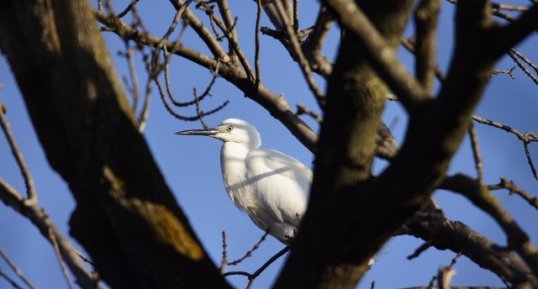 Aigrette garzette