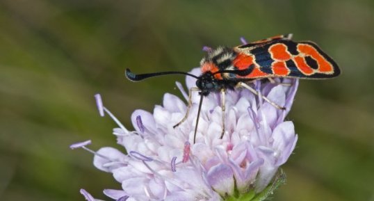 Zygaena Fausta