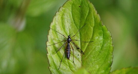 Ptychoptera contaminata