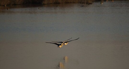 Oies patrouilleuses