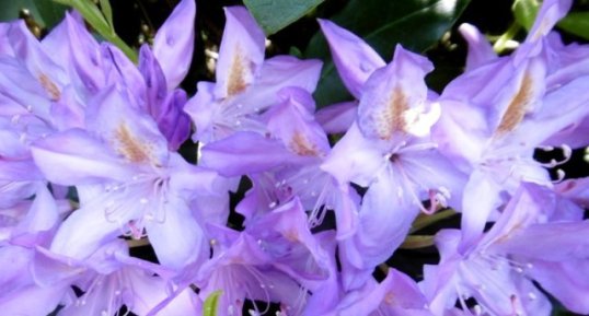 Rhododendron emmêlé (Impeditum)