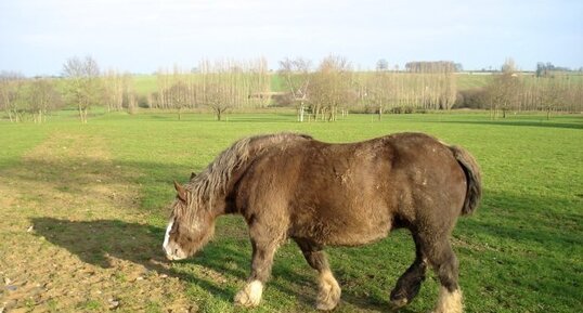 Trait postier breton