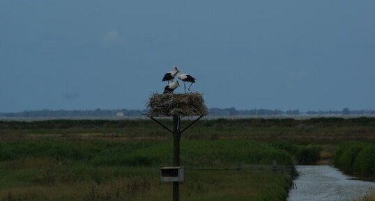 Cigogne