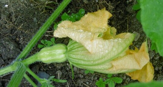 Fleur femelle de butternut (doubeurre)