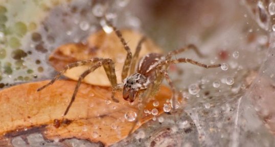 Araignée Aglaoctenus lagotis