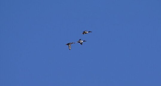 Trio de canards souchet