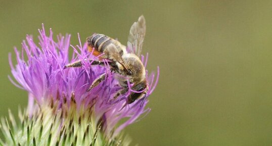 Megachile sp.