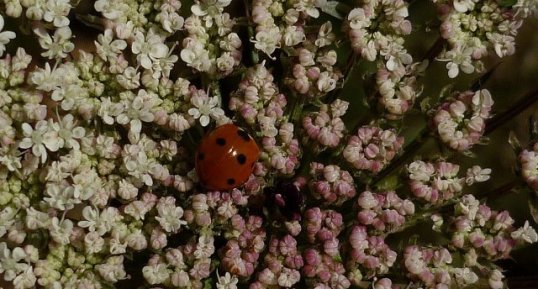 Fleur de carotte sauvage et coccinelle à 7 points