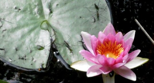 Nénuphar rose (nymphaea fabiola)