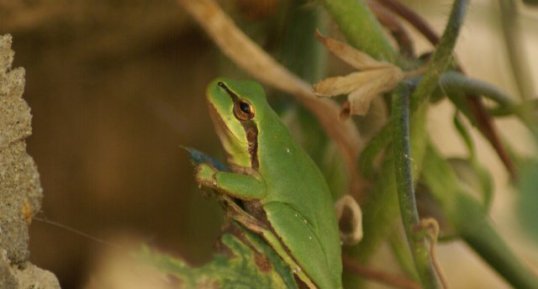 Rainette verte. Hyla arborea