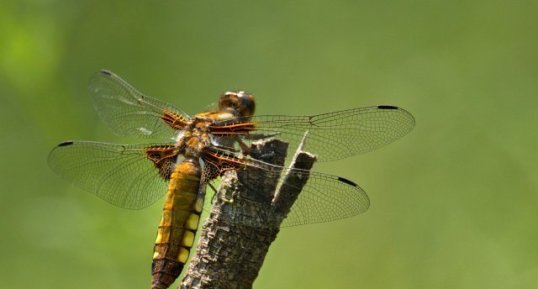 Libellule déprimée - Libellula depressa femelle