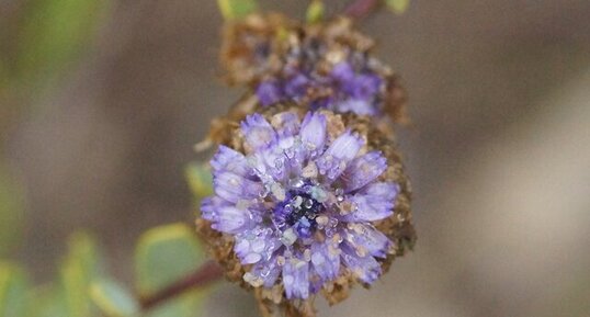 Fleur de Globulaire alypon