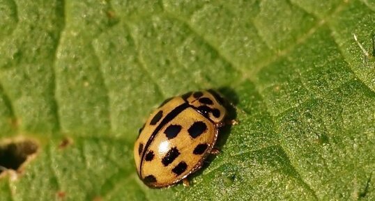 Coccinelle à 14 points