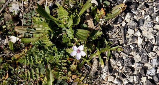 Erodium bec de grue