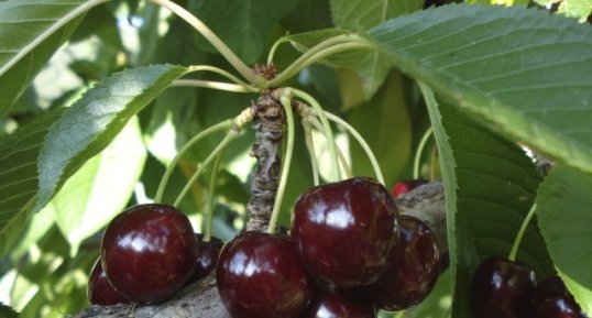 Cerises