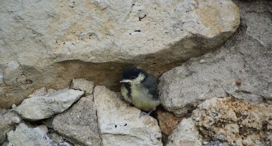 Mésange charbonnière