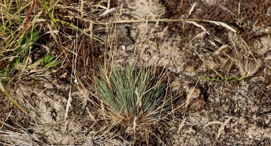 Festuca sp.