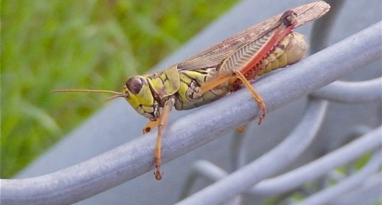 Le Mélanople à pattes rouges