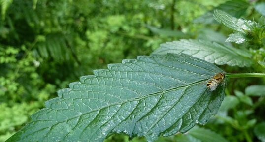 Syrphe sur feuille d'épilobe