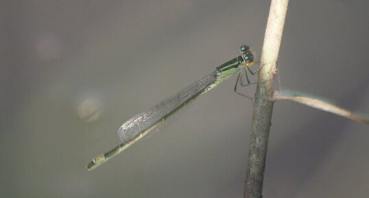 Agrion élégant - mâle, immature