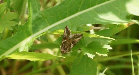 Autographa gamma