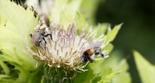 Abeilles solitaires