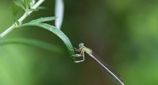 Pennipatte bleuâtre