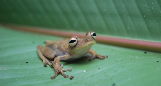 Grenouille