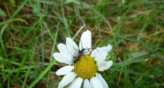 Longicorne (Luptera ?)