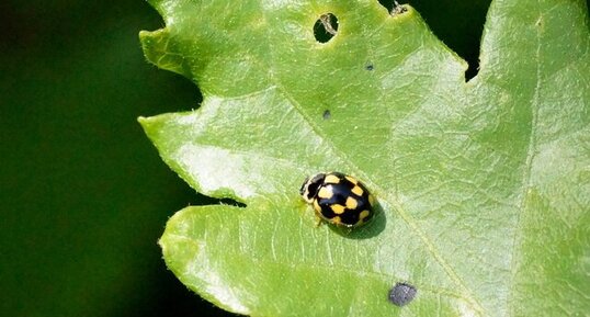 La Coccinelle à 14 points