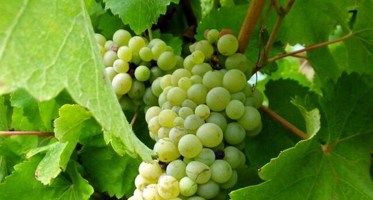 Raisin cépage Sauvignon blanc