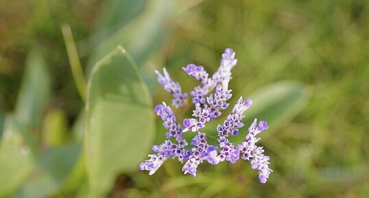 Fleur de saladelle sp.