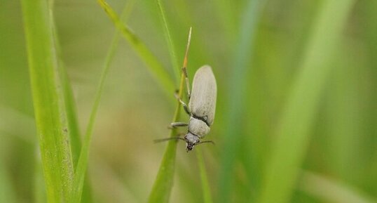 Coléoptère inconnu au bataillon