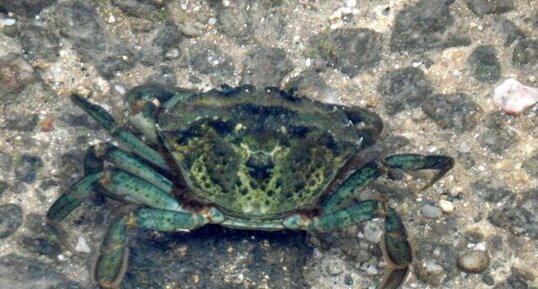 Crabe vert