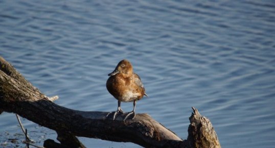 Canard chipeau