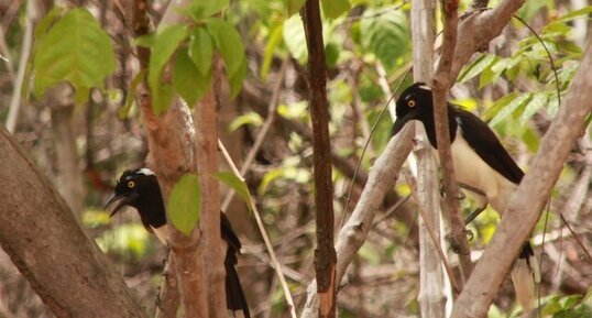 Cyanocorax cyanopogon