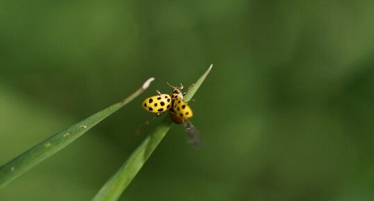 La Coccinelle à 22 points