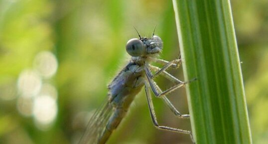 L'Agrion élégant