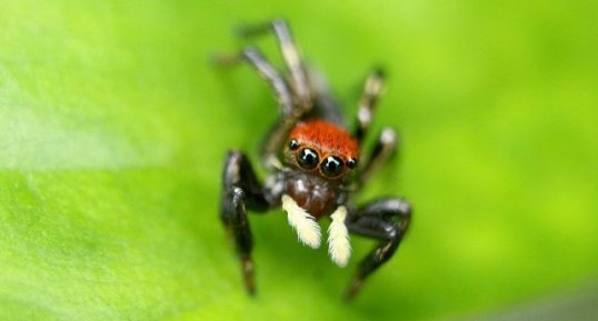 Salticidae à la tête rouge