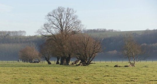 Trognes du marais de Lumbres