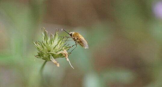 Bombyle sp.